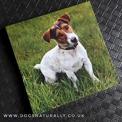 Jack Russell Magnetic Note Pad Square